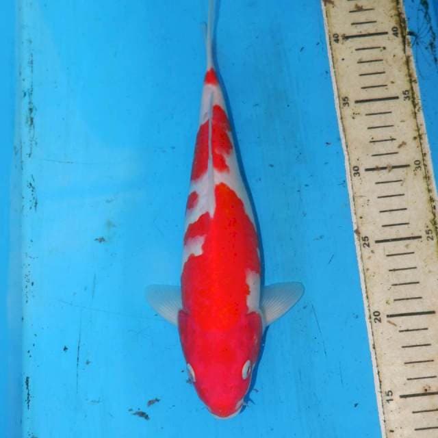 KOHAKU