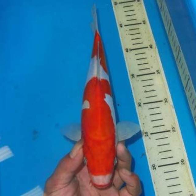 NIDAN KOHAKU MULUS