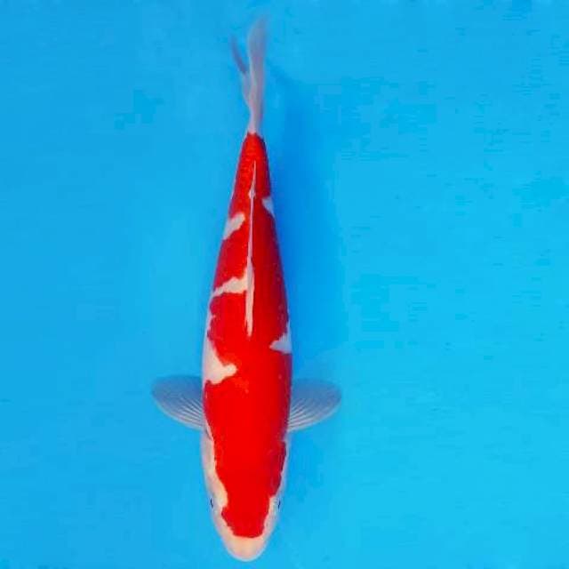 MEDUSA 4 - KOHAKU ®
