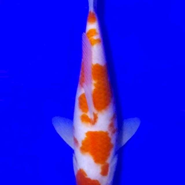 Kohaku