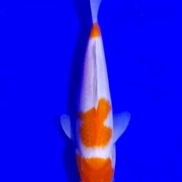 Kohaku