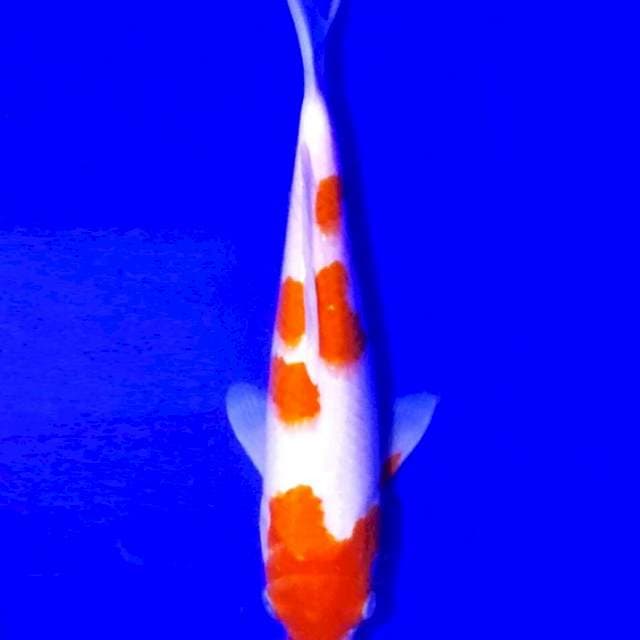Kohaku