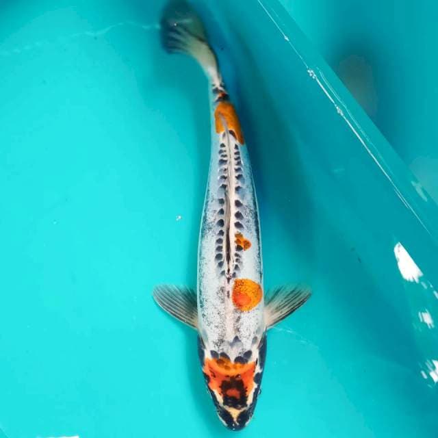 Beni Kiko👍 30cm