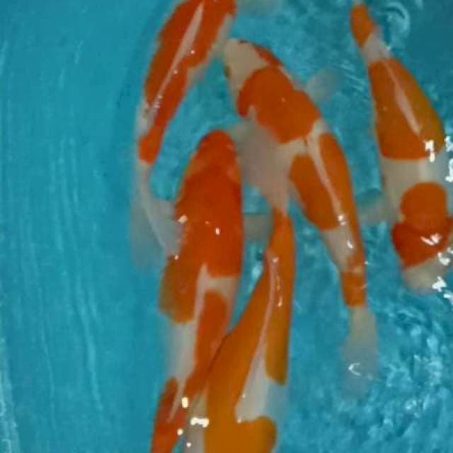 Kohaku sisek n doitsu