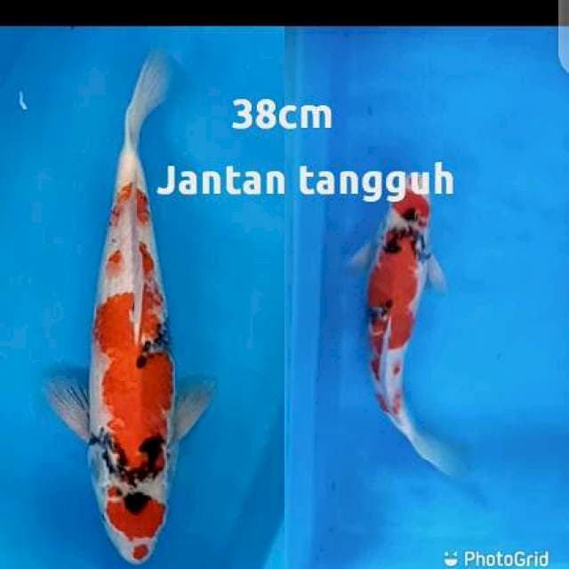 S H O W A RED PATTERN KUCHIBENI JANTAN