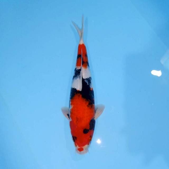 SHOWA F29cm