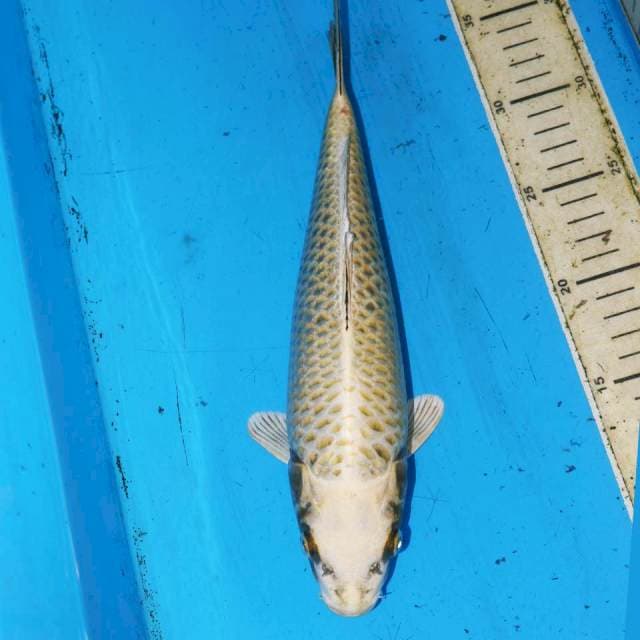 30cm GOLD MUKASI JINAK
