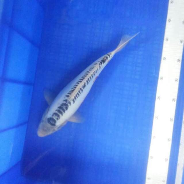 Shusui 34cm