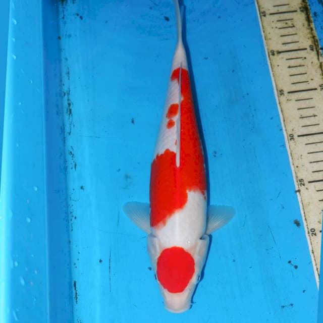 33cm KOHAKU ORIGINAL