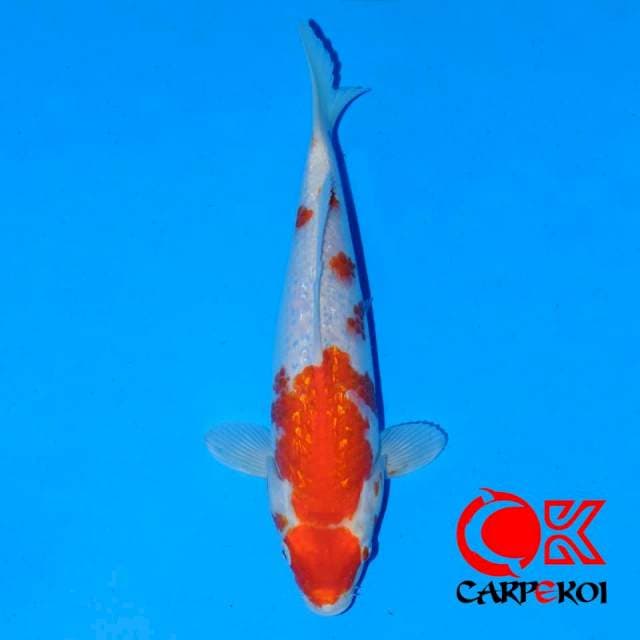 Maruten Kohaku Ginrin 25cm