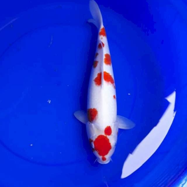 Kohaku jav