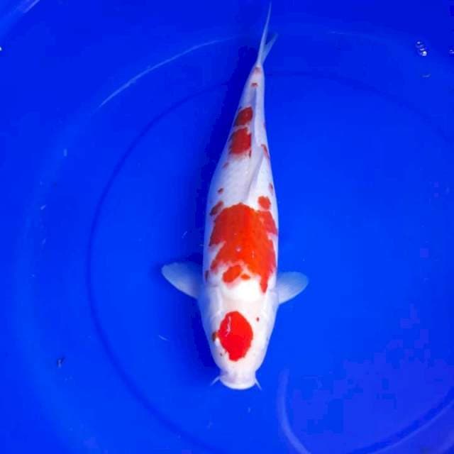 Kohaku ino
