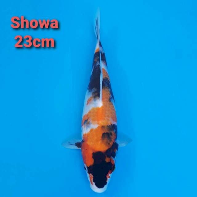 F1 Showa Sanshoku 23cm