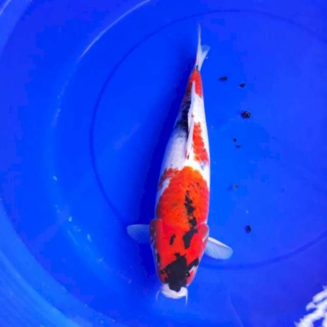 Showa eudora