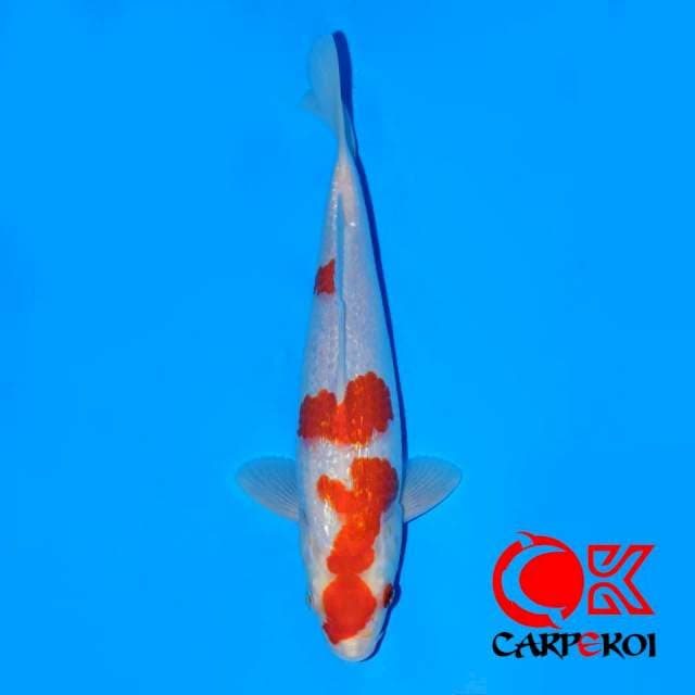 Kohaku Ginrin pola love u ciamik 24cm