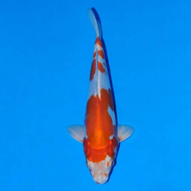 Kohaku Doitsu Hikari 23cm