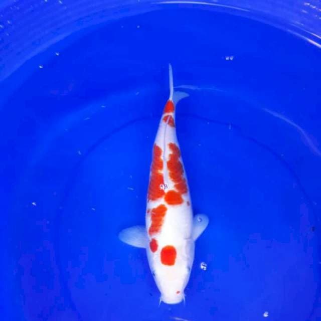 Kohaku bentoel