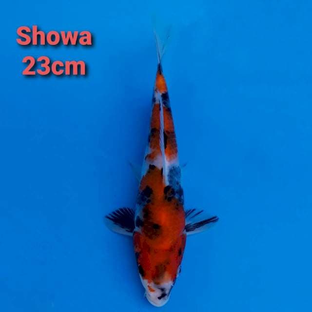 F1 Showa Sanshoku 23cm