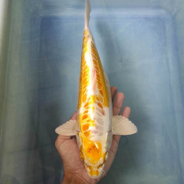 Hariwake doitsu 32cm