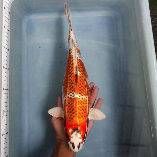 Kujaku Ring Rapi 37cm