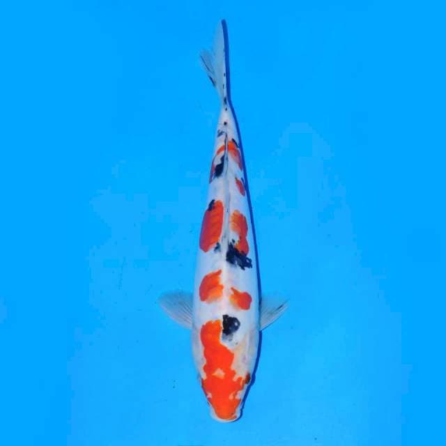 Sanke 29cm