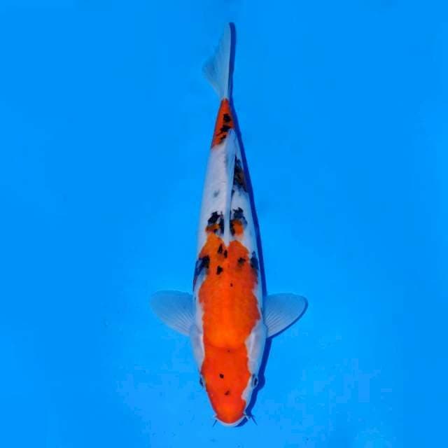 Taiso Sanke 28cm