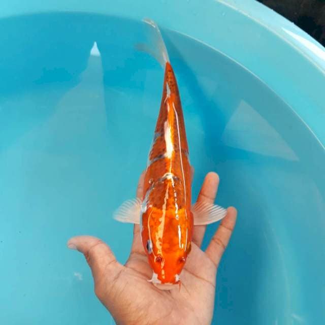 Kujaku Mantap 29cm