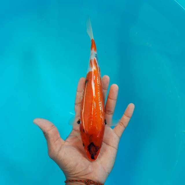 Showa Tategoi 24cm