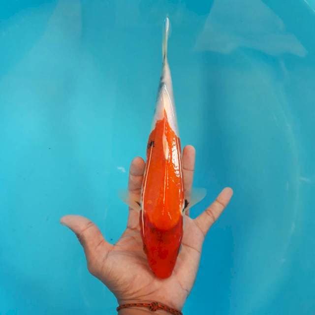Showa 26cm