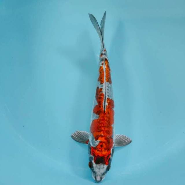 Benikiko32cm
