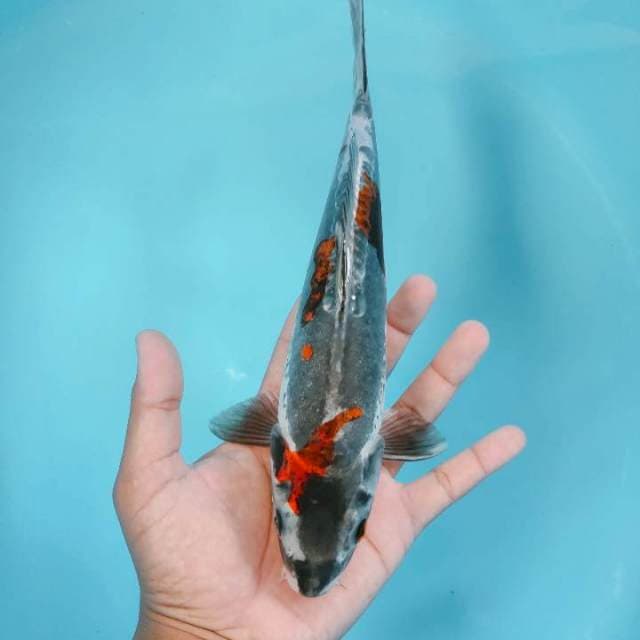 Beni kiko 27 cm