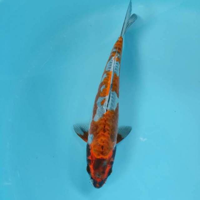 Benikiko32cm