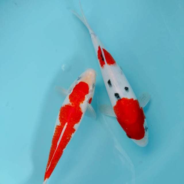Kohaku sanke 2527cm
