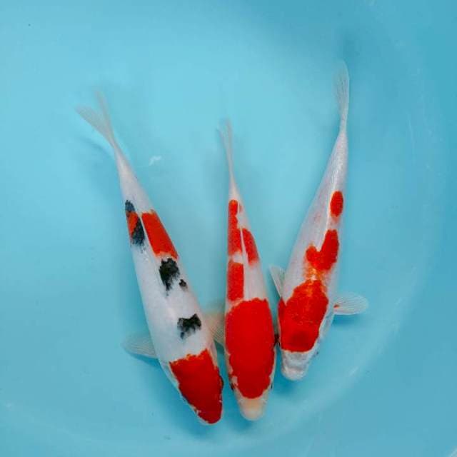 Kohaku sanke 24 25 28 cm