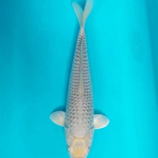 Shorogoi jozz