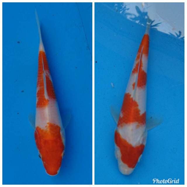 Mix Kohaku Ori F1