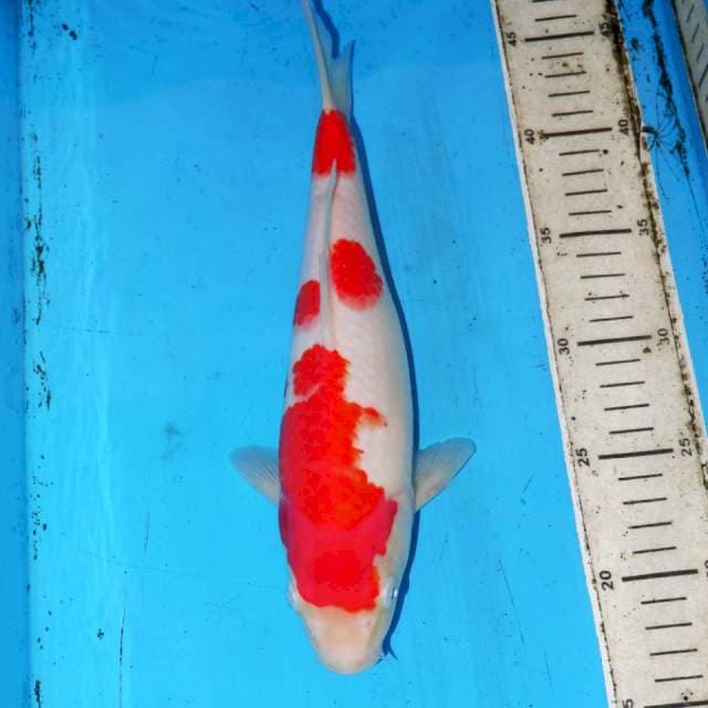 KOHAKU 29cm