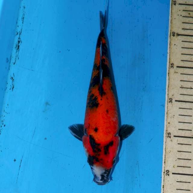 26CM SHOWA SANSHOKU