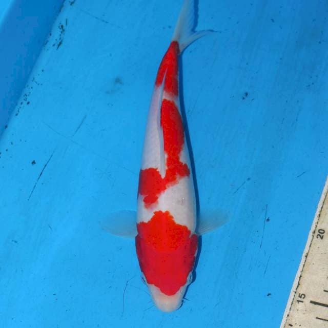 SANDAN KOHAKU