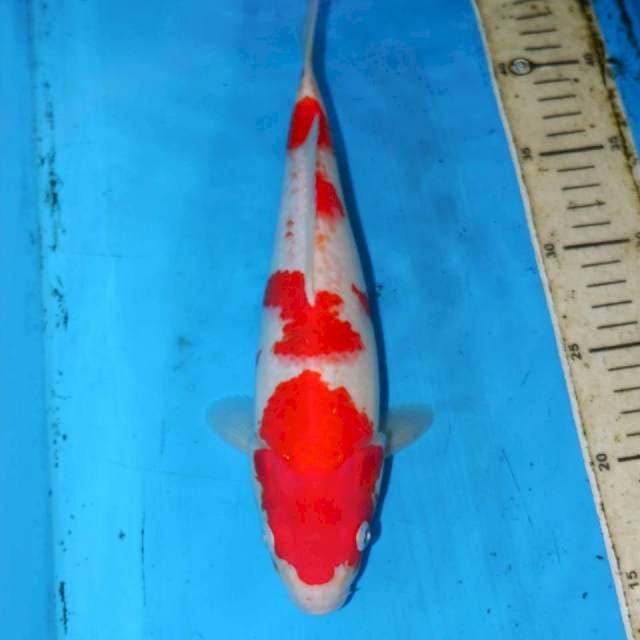 28cm YONDAIME KOHAKU