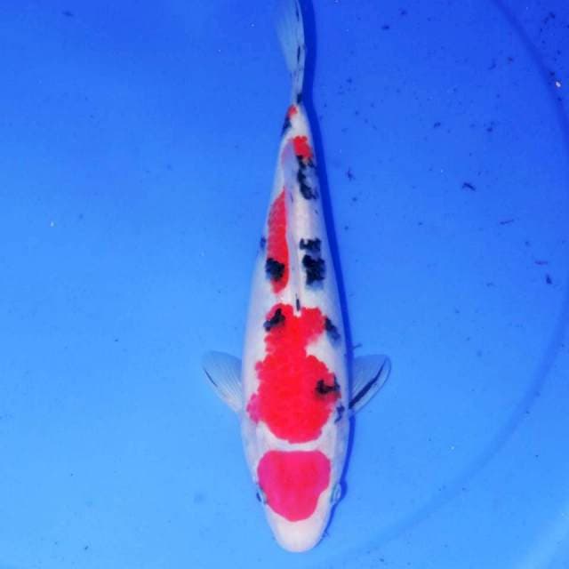 MARUTEN TSUBOSUMI SANKE