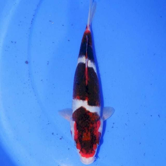 SANDAN KOROMO SALAK