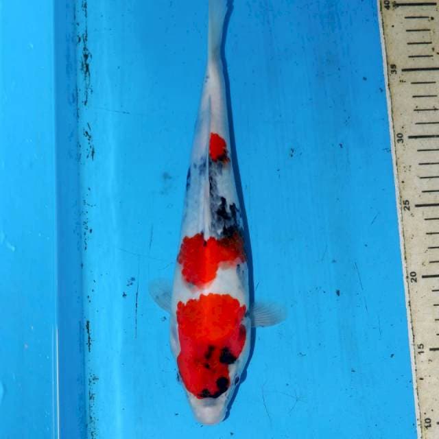 29CM KINDAI SHOWA TSUBOSUMI