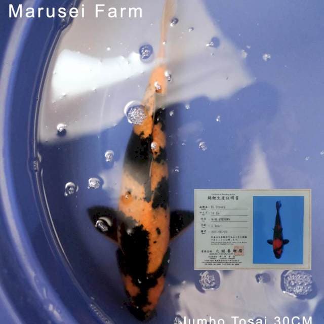Hi Utsuri Import - Marusei Farm Tosai