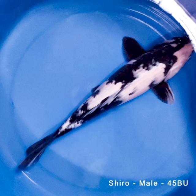SHIRO - PATTERN A