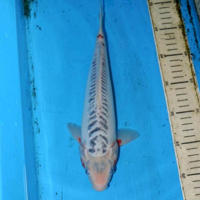31CM SHUSUI CALON JOS