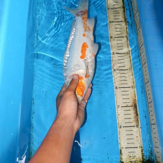 31CM SHUSUI CALON JOS