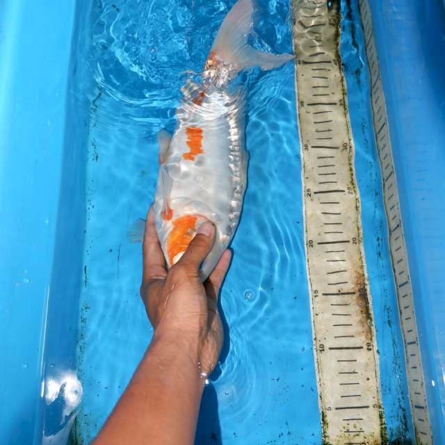 31CM SHUSUI CALON JOS