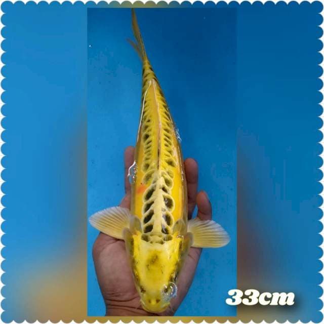Kiko 33cm