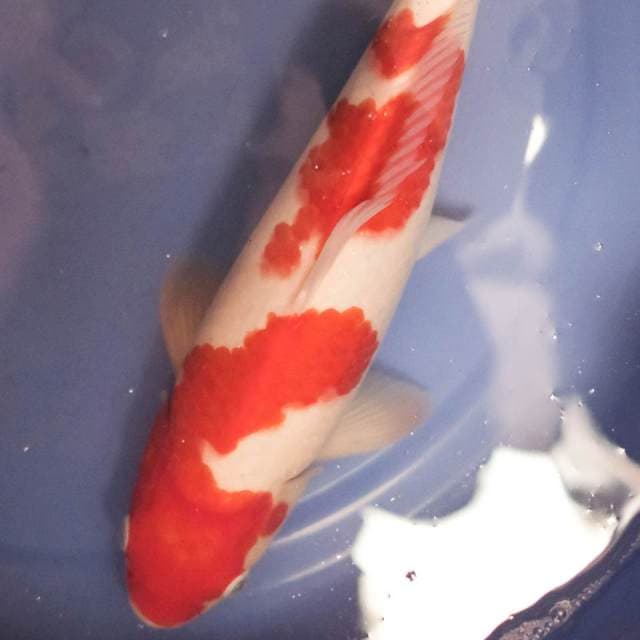 Kohaku - red strong good quality